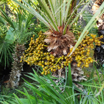 фото из отзыва ID 2709498