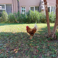 фото из отзыва ID 2709514