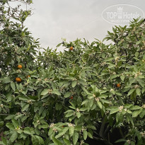 фото из отзыва ID 2709528