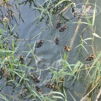 фото из отзыва ID 2709812