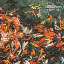 фото из отзыва ID 2709836