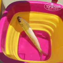 фото из отзыва ID 2709857