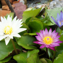 фото из отзыва ID 271359