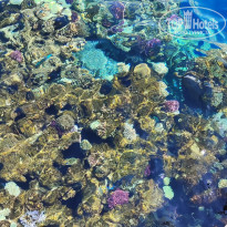 фото из отзыва ID 2710034