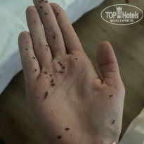 фото из отзыва ID 2710138