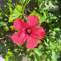 фото из отзыва ID 2710263