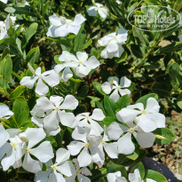 фото из отзыва ID 2710216