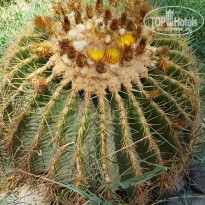 фото из отзыва ID 2710216