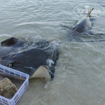 фото из отзыва ID 2710609