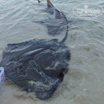 фото из отзыва ID 2710609