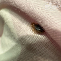 фото из отзыва ID 2711012