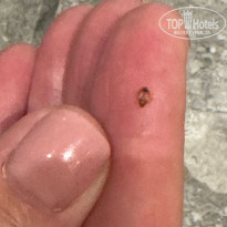 фото из отзыва ID 2711012