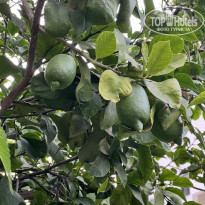 фото из отзыва ID 2711298