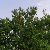 фото из отзыва ID 2711306