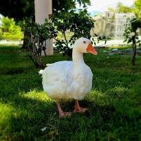 фото из отзыва ID 2711341