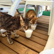 фото из отзыва ID 2711455