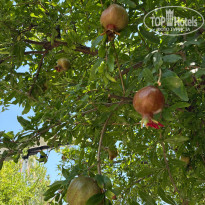 фото из отзыва ID 2711993