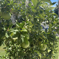 фото из отзыва ID 2711993