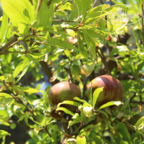 фото из отзыва ID 2712188