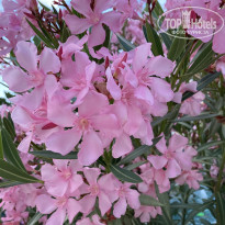 фото из отзыва ID 2712236