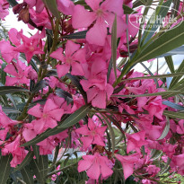 фото из отзыва ID 2712236
