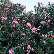 фото из отзыва ID 2712259