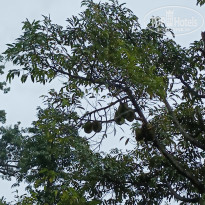 фото из отзыва ID 2712171