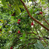 фото из отзыва ID 2712171