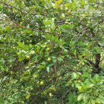 фото из отзыва ID 2712171