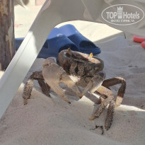 фото из отзыва ID 2712469