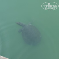 фото из отзыва ID 2712313