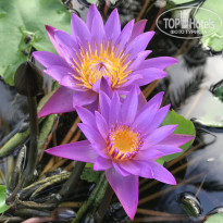 фото из отзыва ID 2712603