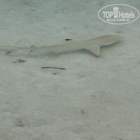 фото из отзыва ID 2712819