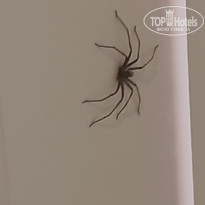 фото из отзыва ID 2712893