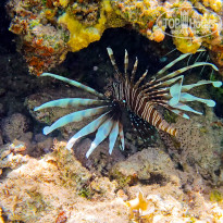 фото из отзыва ID 2713023