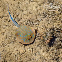 фото из отзыва ID 2713023