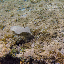 фото из отзыва ID 2713023