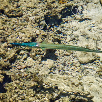 фото из отзыва ID 2713023