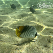 фото из отзыва ID 2713175