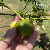 фото из отзыва ID 2713175