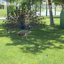 фото из отзыва ID 2713175