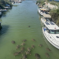 фото из отзыва ID 2713226