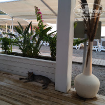 фото из отзыва ID 2713319