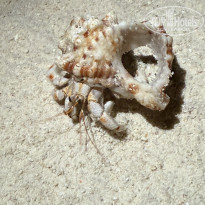 фото из отзыва ID 2713364