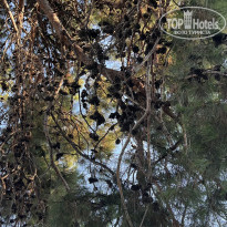 фото из отзыва ID 2713479