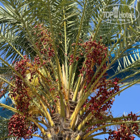 фото из отзыва ID 2713507