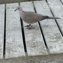 фото из отзыва ID 2713507