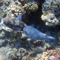 фото из отзыва ID 2713612