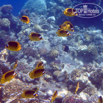 фото из отзыва ID 2713612