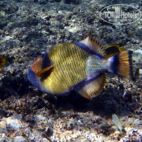 фото из отзыва ID 2713612